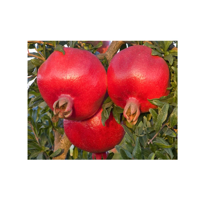 
POMEGRANATE KERNEL POMEGRANATE 