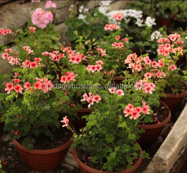 
Potting Soil Peat moss Substrate 