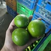 Fresh Citrus / Lemon Yellow and Green Lime / Eureka Fresh Lemon Yellow