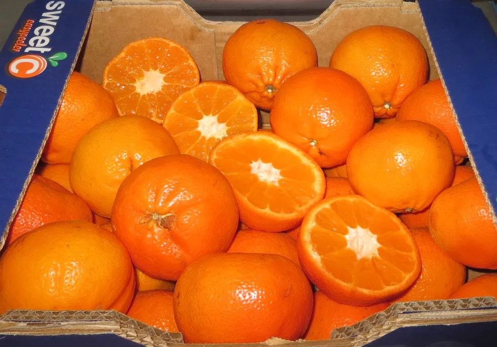 
HIGH QUALITY CLEMENTINE FRUIT HONEY NADARCOTT MANDARIN FOR WHOLESALE 