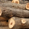 Extra Veneer Walnut Logs