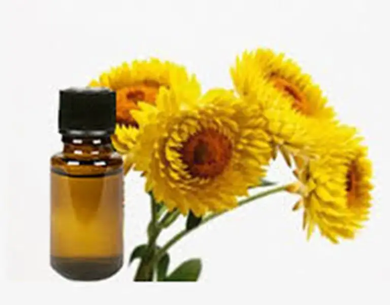 Image result for minyak essential Helichrysum