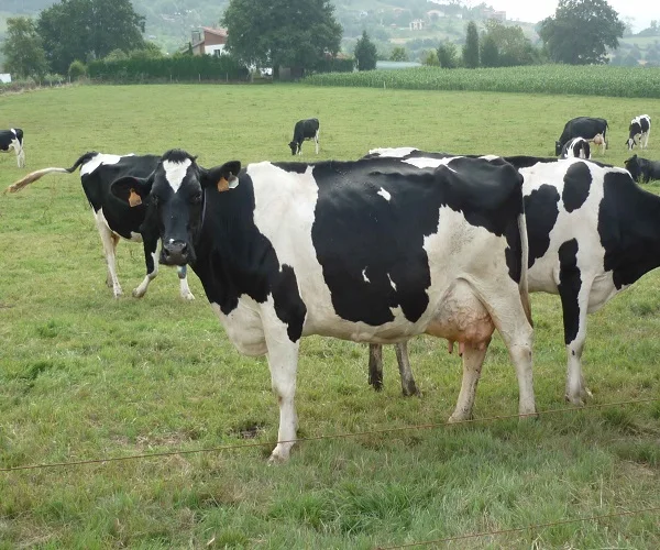 
High Quality Live Dairy Cows / Pregnant Holstein Heifers 