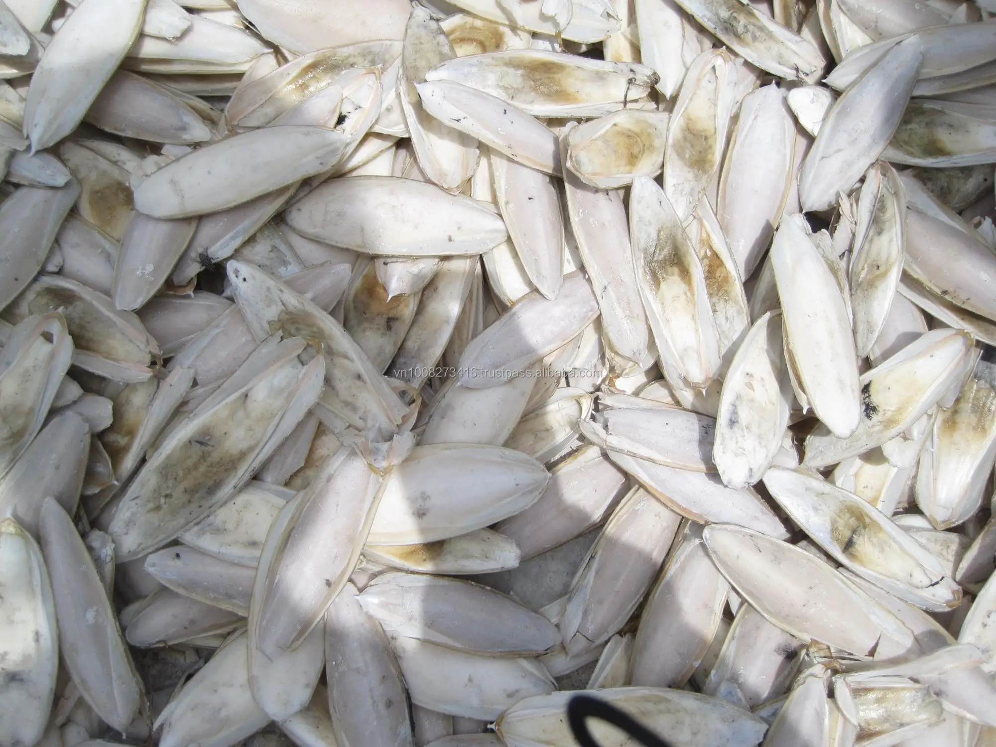 Dried Cuttlefish Bone With Many Sizes From Vietnam Buy Dried
