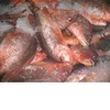 Top Quality Red snapper /Frozen Red Snapper /Fresh and Frozen Red Snapper