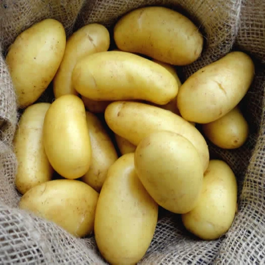 
Fresh Holland Potato/Potatoes 