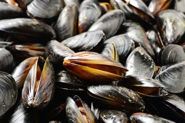 half shell black mussel for sale/frozen half mussel