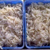 SUPPLY SALTED JELLY FISH WITH THE COMPETITIVE PRICE and BEST QUALITY