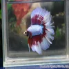 Betta fish