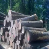 Top Trade Export Logs and Lumbers from Ukraine