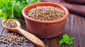 best quality coriander seeds for sale