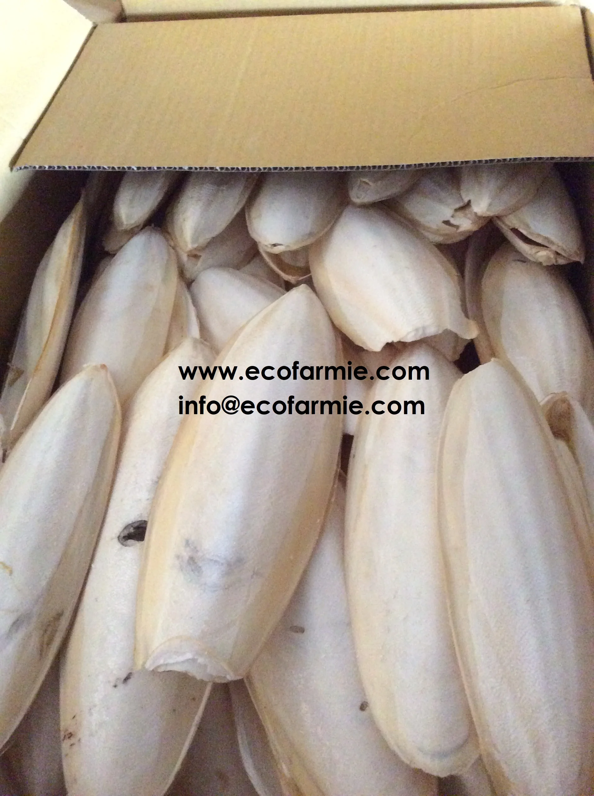 
Cuttlefish bones for making chitosan/ Dried cuttlefish bone big size/ Dry cuttlebones 