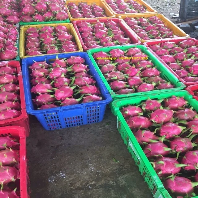 
DRAGON FRUITS FOR EXPORT/ BEST QUALITY 