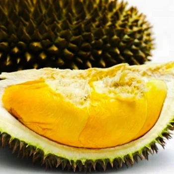 Unduh 61+ Gambar Durian Musang Terbaik Gratis HD