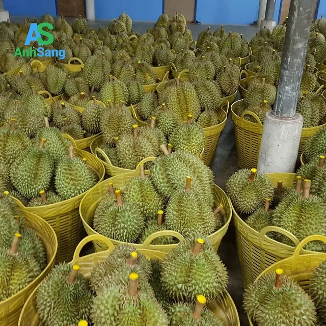 
Fresh durian in the fruit kingdom of Tien Giang 