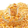 Dried Yellow Corn, Popcorn, White Corn Maize for Human & Animals Consumption