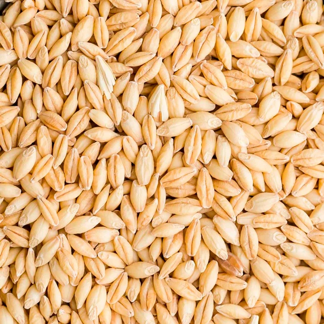 feed Barley for Animal Feed and Human Consumption