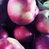 Huaniu South African Red Apple