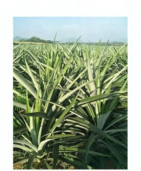 Md2 Golden Pineapple Tissue Culture Seedlings Ms Mai +84 979051378 ...