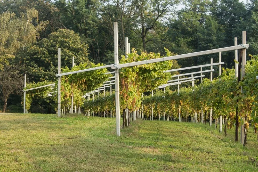 Some Erbaluce di Caluso vineyards
