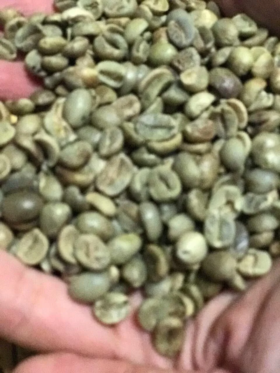 Vietnam Robusta/arabica Green Coffee Beans Buy Coffee,Beans,Robusta