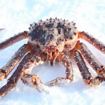 Norwegian Red King Crab Wholesale,Wild Caught Red King Crab - Buy King