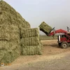 Grass From Pakistan Rhodes Grass Hay At very Attractive price