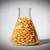 Yellow corn/Best quality/ competitive price/Fast delivery time