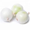 Dried Vegetables Manufacturer dehydrated white onion flakes