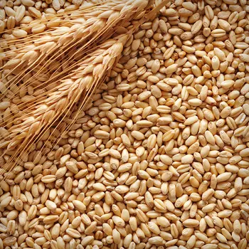Resultado de imagem para barley malt