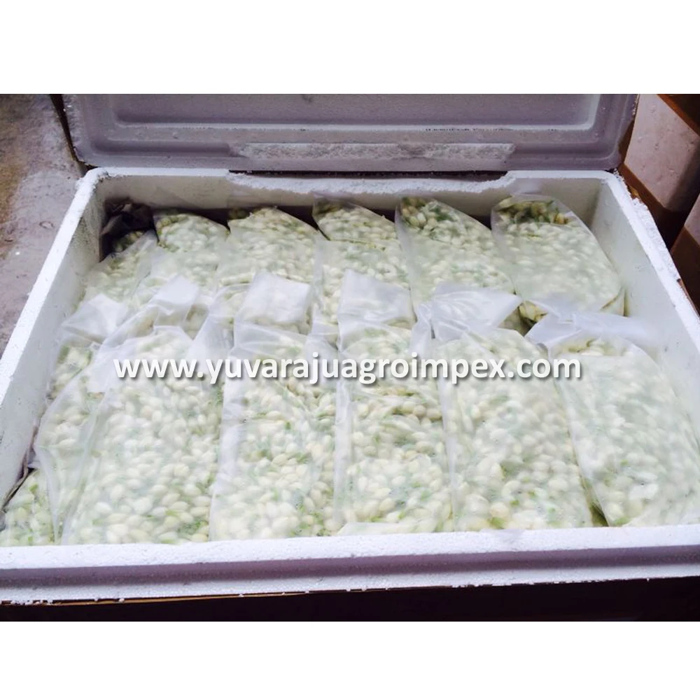 ジャスミンフラワー花屋 Buy 新鮮なジャスミン花屋 新鮮なジャスミンの花でマレーシア 新鮮なジャスミンの花でシンガポール Product On Alibaba Com