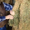 /product-detail/types-of-best-quality-alfafa-hay-for-animal-feeding-stuff-alfalfa-alfalfa-hay-alfalfa-hay-at-affordable-prices-50038691407.html