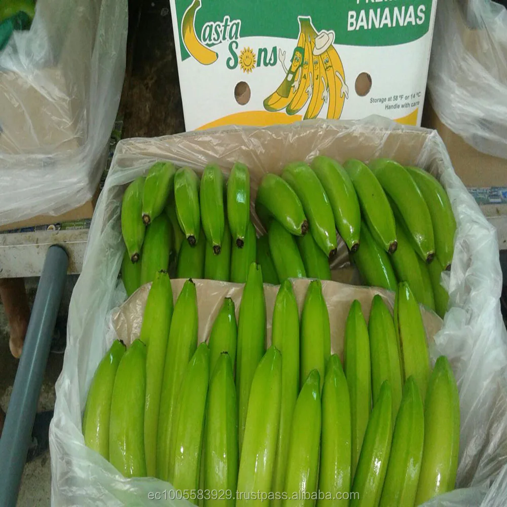 
BANANAS FROM ECUADOR...Ready for your success market!!! 