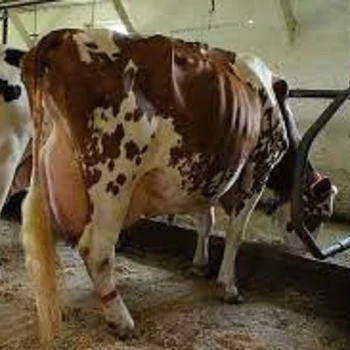 Live Dairy Cows Friesian Holstein Cattle Available Buy Holstein