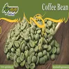 INDIAN ROBUSTA GREEN COFFEE BEAN