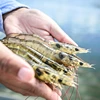 Good Quality aquatic feed Additives for shrimp