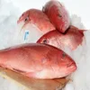 Fresh Red Snapper Fish/Red Snapper/Seafood! Low Rate