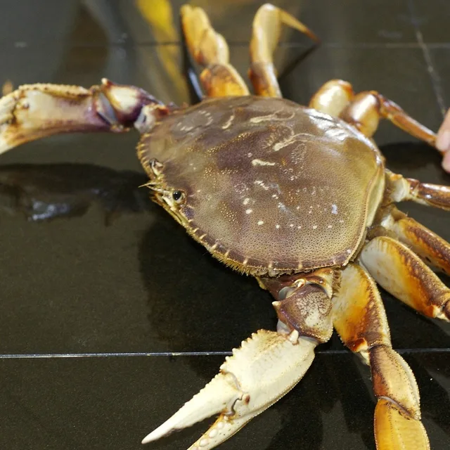 dungeness crab live