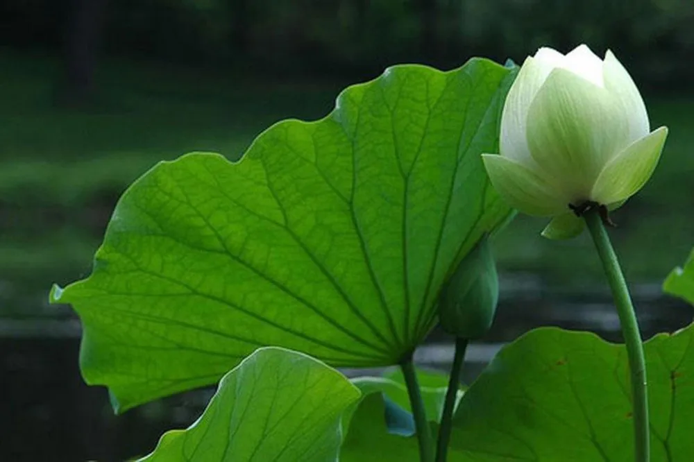 Fresh Lotus Flower Lotus Flower Whatsapp +84845639639 Buy Fresh