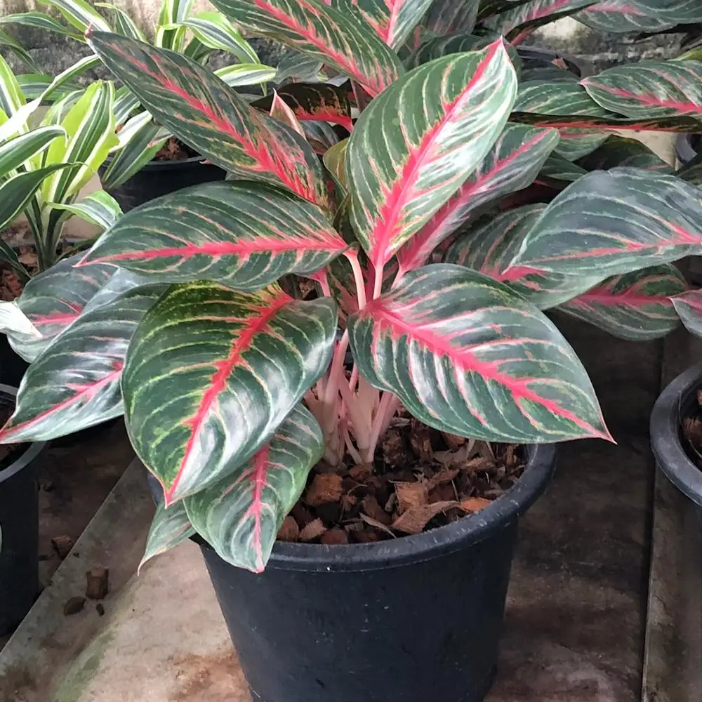 
Wholesale Aglaonema Pot Plants in Thailand @ Best Price Try us!! 
