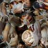 Helix Aspersa muller, Helix Aspersa maxima. snails. escargot, Lumache