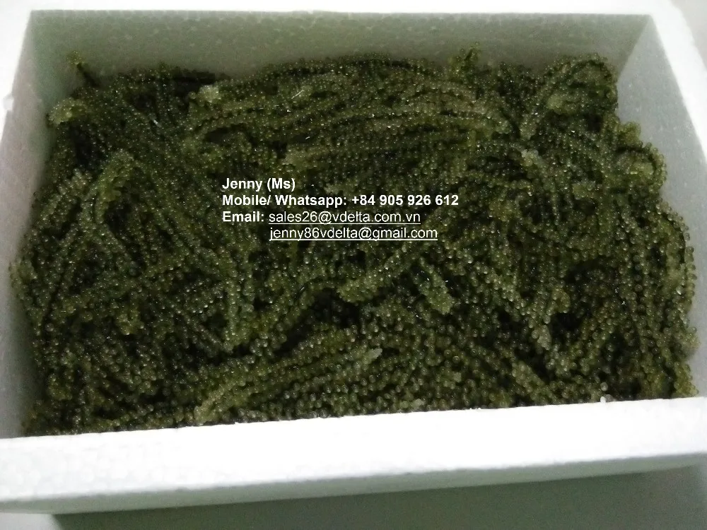 The Farm Of Sea Grapes Dried Sea Grape Fresh Sea Grapes Seaweed