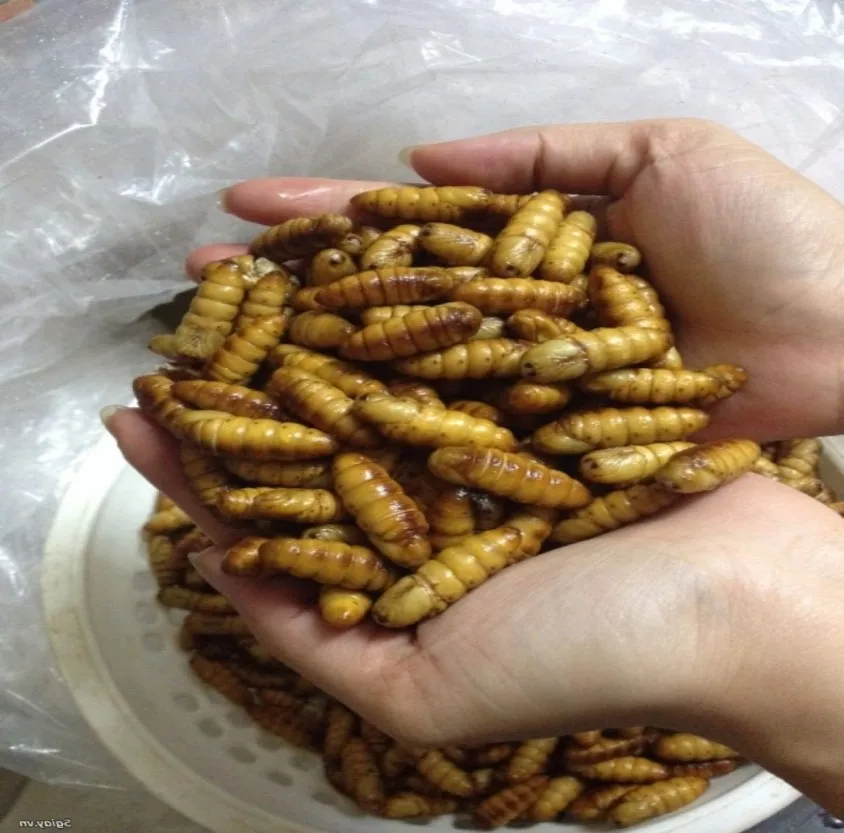 Dried Silkworm Pupae Frozen Silkworm Chrysalis Buy Silkworm Pupae