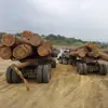 Cocobolo Blocks Teak Logs