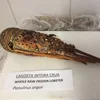 Brazilian Frozen Spiny Lobster
