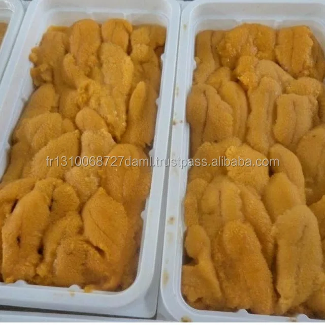 
Frozen and Live Sea Urchin 