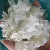 DRY FISH SCALE/ TILAPIA SCALE TO KOREA MARKET