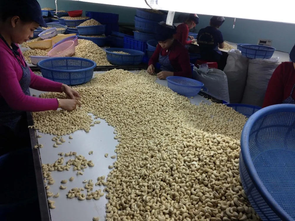 vinapro vietnam cashew nuts ww450
