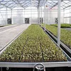 Plans to build benches for greenhouse that support plants in seed and fodder trays
