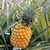 Delicious Pineapple FOR SALE 100% CHEAP and FRESH